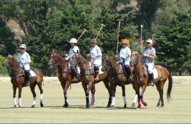 Polo-Pferde in Andalusien